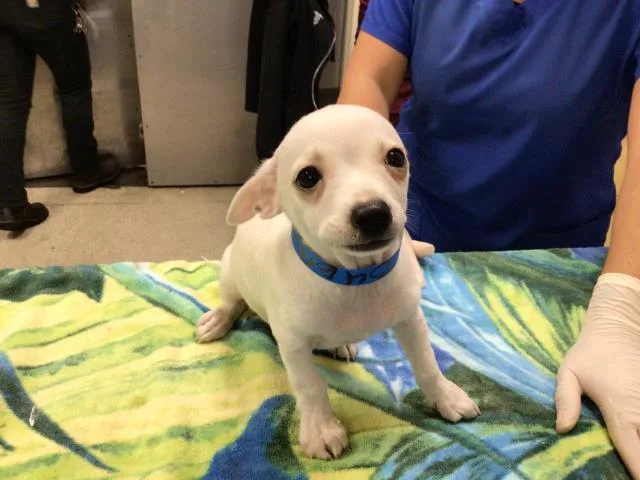 A young small-sized male Chihuahua dog named Ghosty for adoption in Riverside, CA