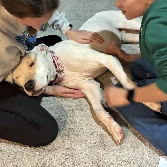 An adult medium-sized male White / Cream Mixed Breed dog named Xander for adoption in Grand Rapids, MI