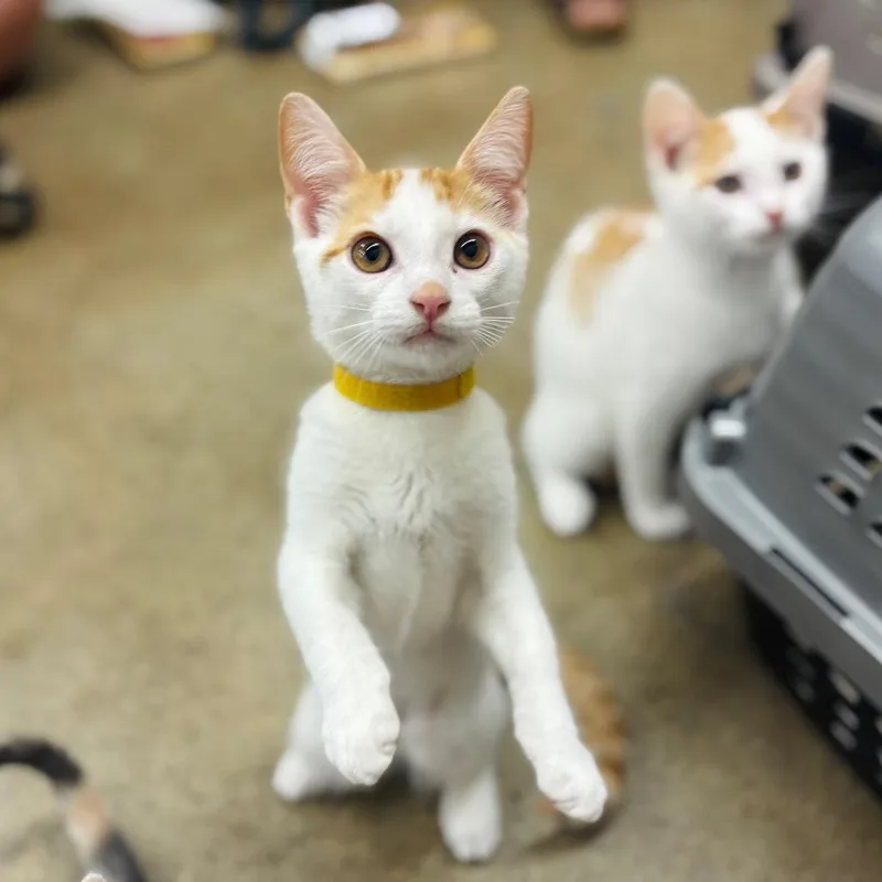 A baby small-sized male White Domestic Short Hair cat named Briggs for adoption in Woodbury, NJ