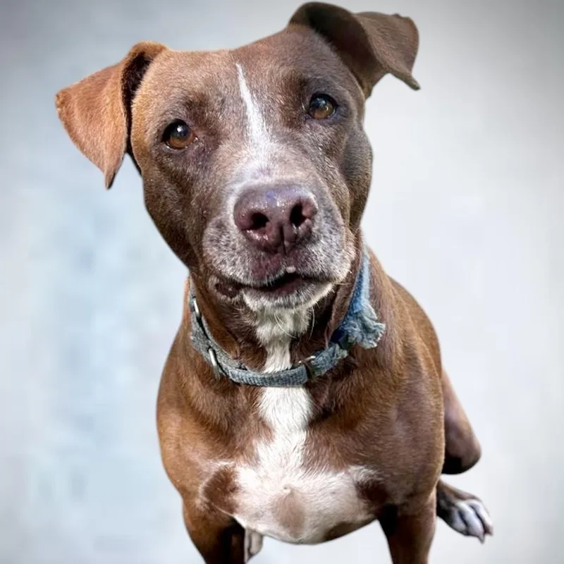 A young medium-sized female Brown / Chocolate Labrador Retriever dog named Chance for adoption in Punta Santiago, PR