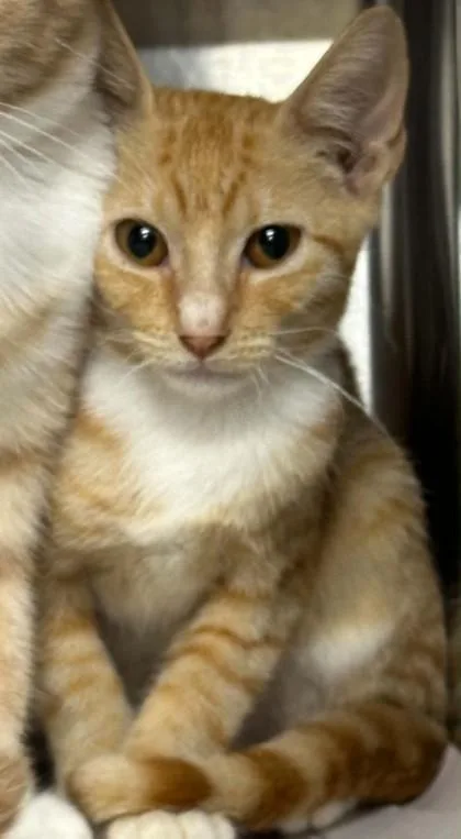 An adult small-sized male Domestic Short Hair cat named Bronny for adoption in Shreveport, LA