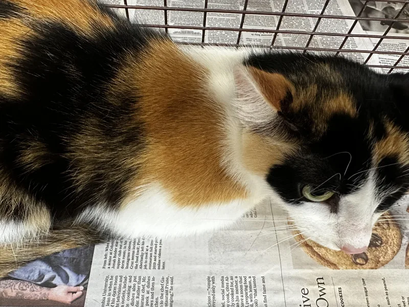A young large-sized female Domestic Short Hair cat named Layla for adoption in Los Angeles, CA