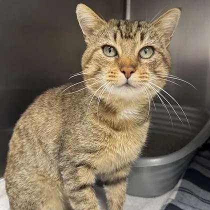 An adult medium-sized male Brown / Chocolate Domestic Short Hair cat named Claude for adoption in Tinley Park, IL