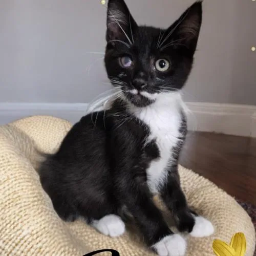 A baby small-sized male Black & White / Tuxedo Domestic Medium Hair cat named Aston for adoption in Gilbert, AZ