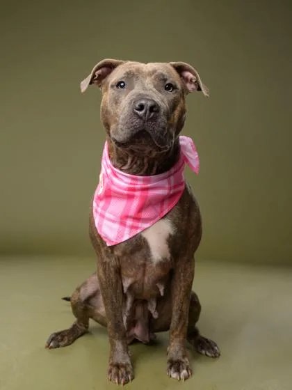 An adult large-sized female Pit Bull Terrier dog named Lakin for adoption in Atlanta, GA