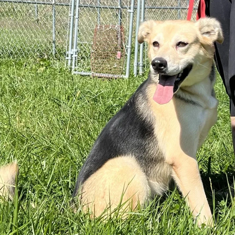 An adult medium-sized female Tricolor (Brown, Black, & White) German Shepherd Dog dog named North for adoption in Lemont, IL