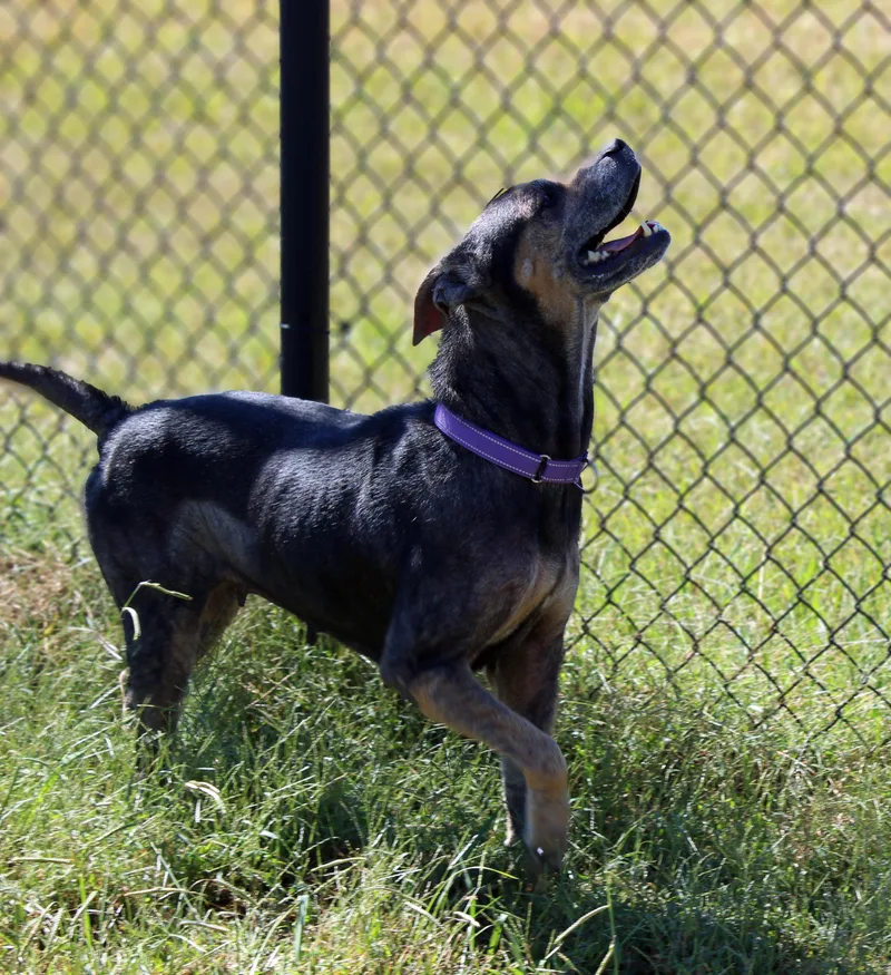 A senior medium-sized female Pit Bull Terrier dog named Becky for adoption in Lebanon, TN