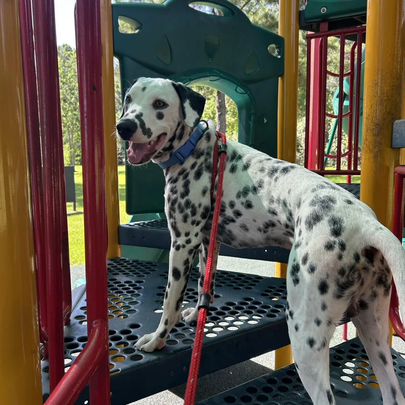 A young large-sized male Black Dalmatian dog named Henry for adoption in South Houston, TX