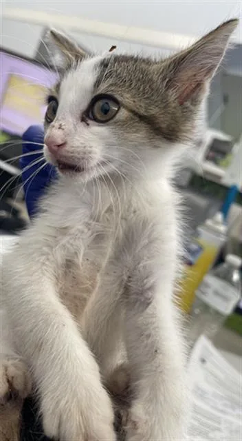 A baby medium-sized male Domestic Short Hair cat named Wally for adoption in Dallas, TX