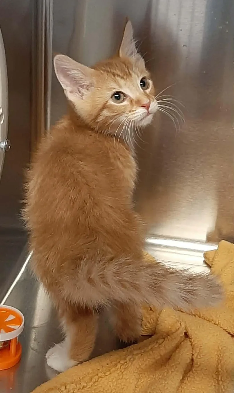 A baby medium-sized male Tabby (Orange / Red) Domestic Short Hair cat named Pleakley for adoption in Georgetown, OH