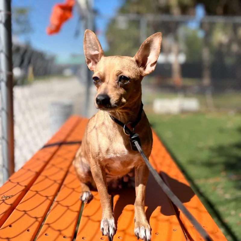 Little Panini thumbnail 2