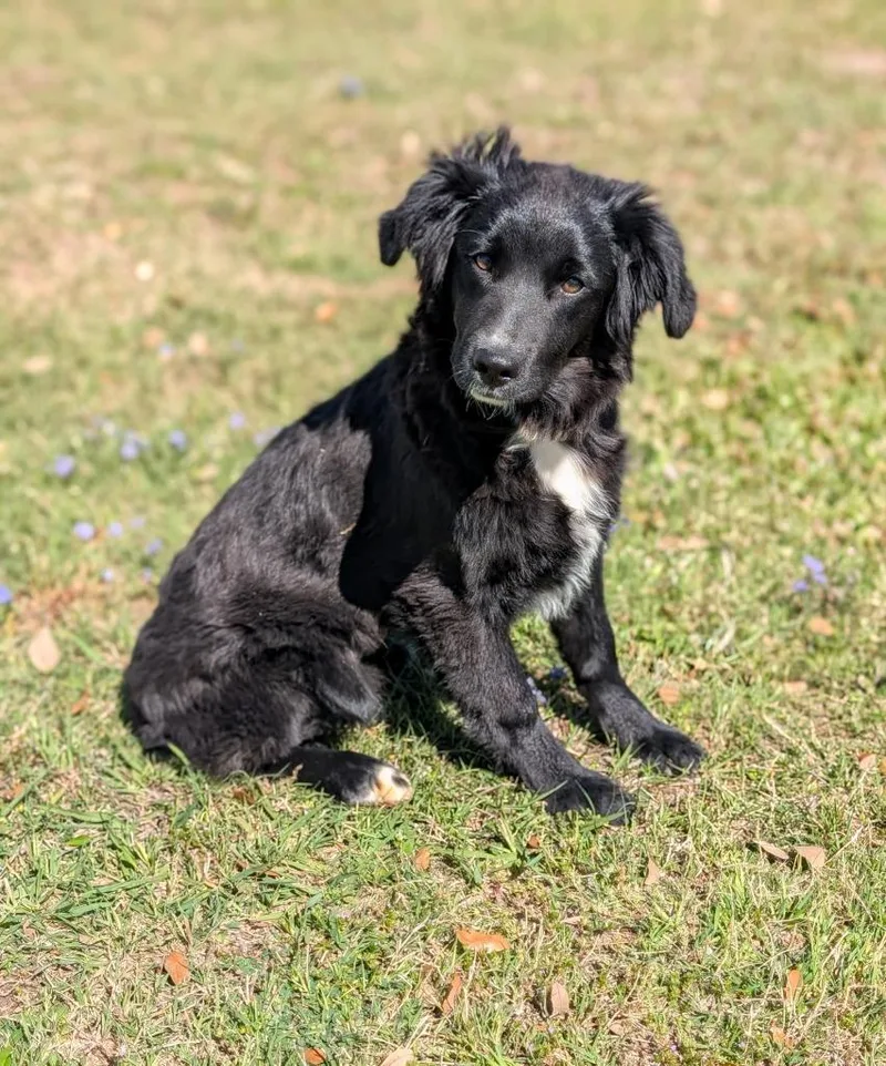 A baby medium-sized female Border Collie dog named Daisy for adoption in Arlington, TX