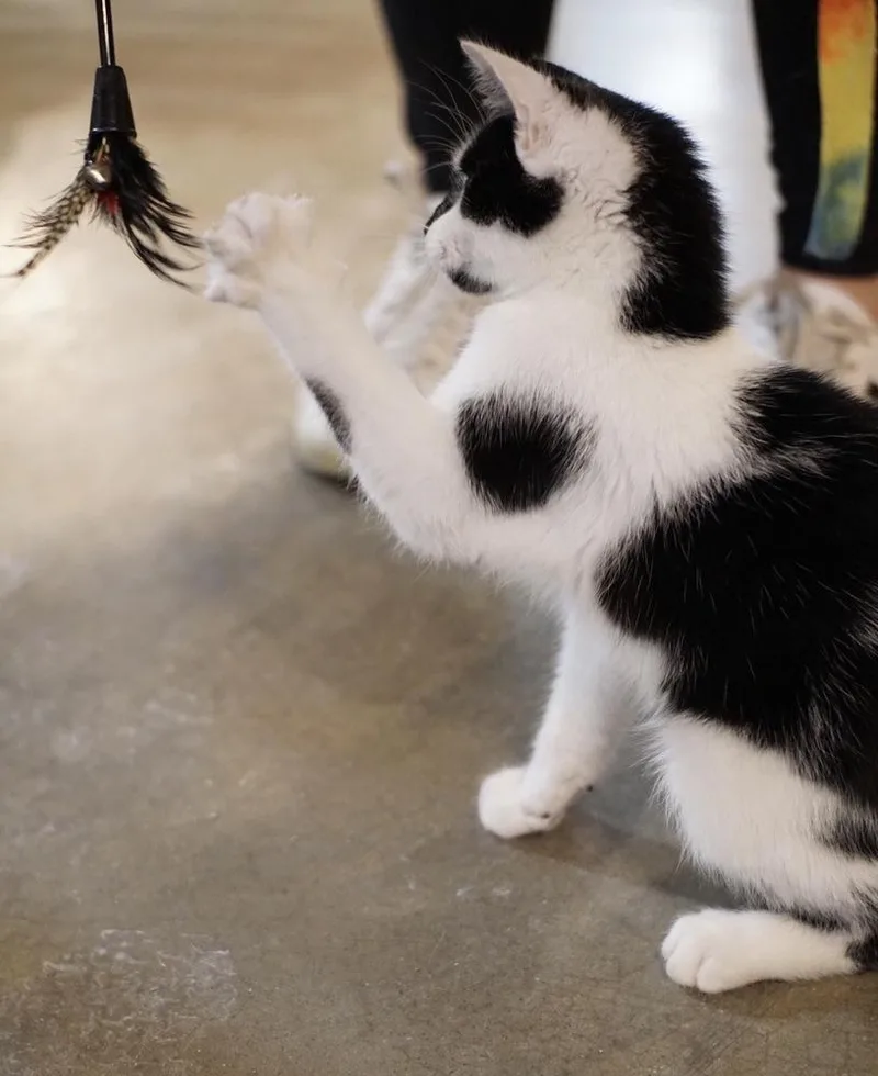 A baby small-sized male Black & White / Tuxedo Domestic Short Hair cat named Boogie for adoption in Bolton, CT