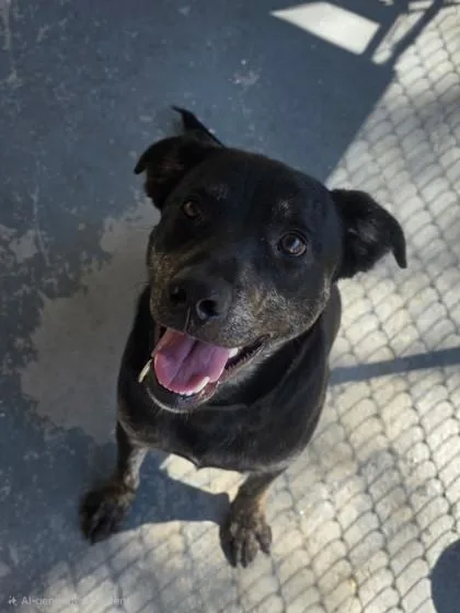 An adult large-sized male Labrador Retriever dog named Benji for adoption in West Chester, PA