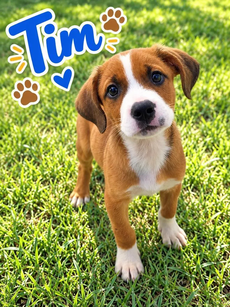 A baby medium-sized male Hound dog named Tim for adoption in Livingston, LA
