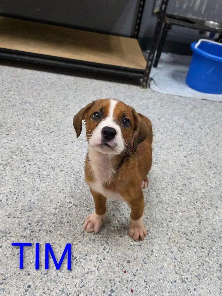 Tim thumbnail 2