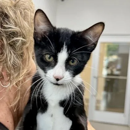 A baby small-sized female Black Domestic Short Hair cat named Reagan for adoption in Atlanta, GA