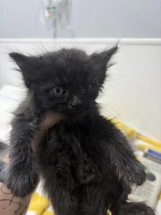 A baby small-sized male Domestic Medium Hair cat named Nico for adoption in West Chester, PA