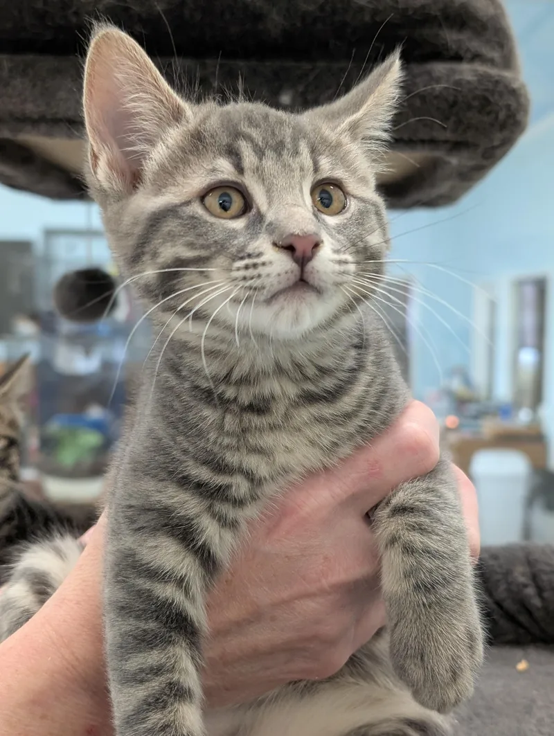 A baby medium-sized male Gray / Blue / Silver Domestic Medium Hair cat named Kaboodle for adoption in Tilton, IL