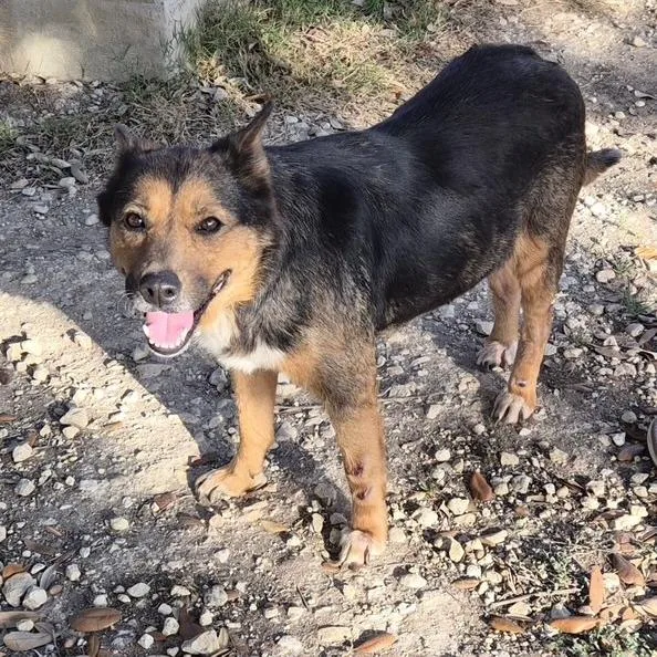An adult small-sized female Brown / Chocolate Border Collie dog named Myrtle for adoption in Floresville, TX