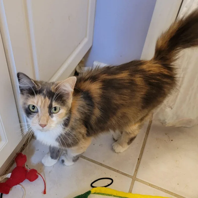 A young medium-sized female Domestic Short Hair cat named Esme for adoption in Holbrook, NY