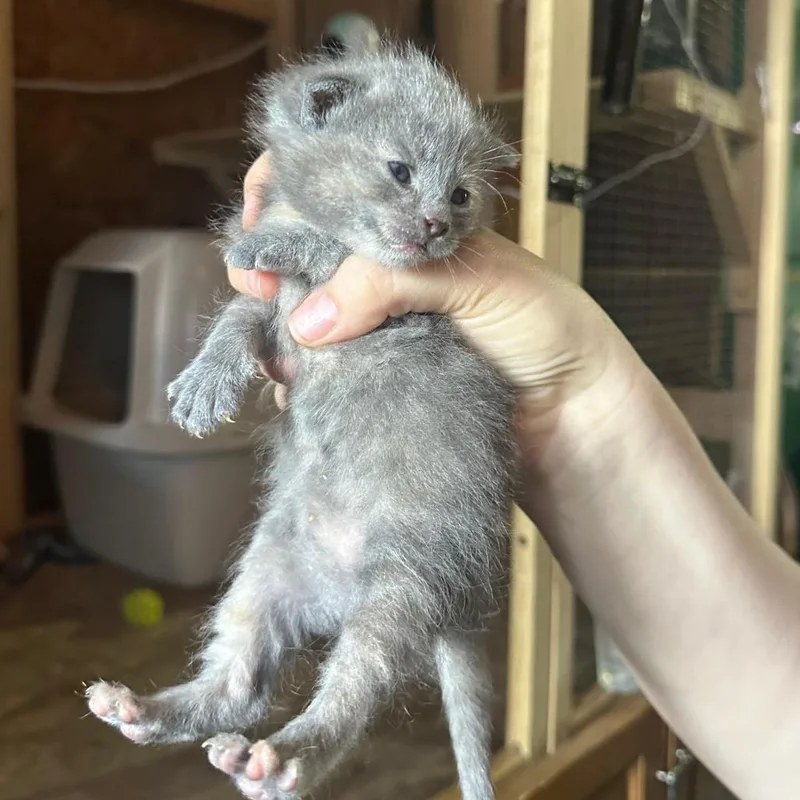 A baby small-sized female Gray / Blue / Silver Domestic Medium Hair cat named Lorien for adoption in Tipton, IN