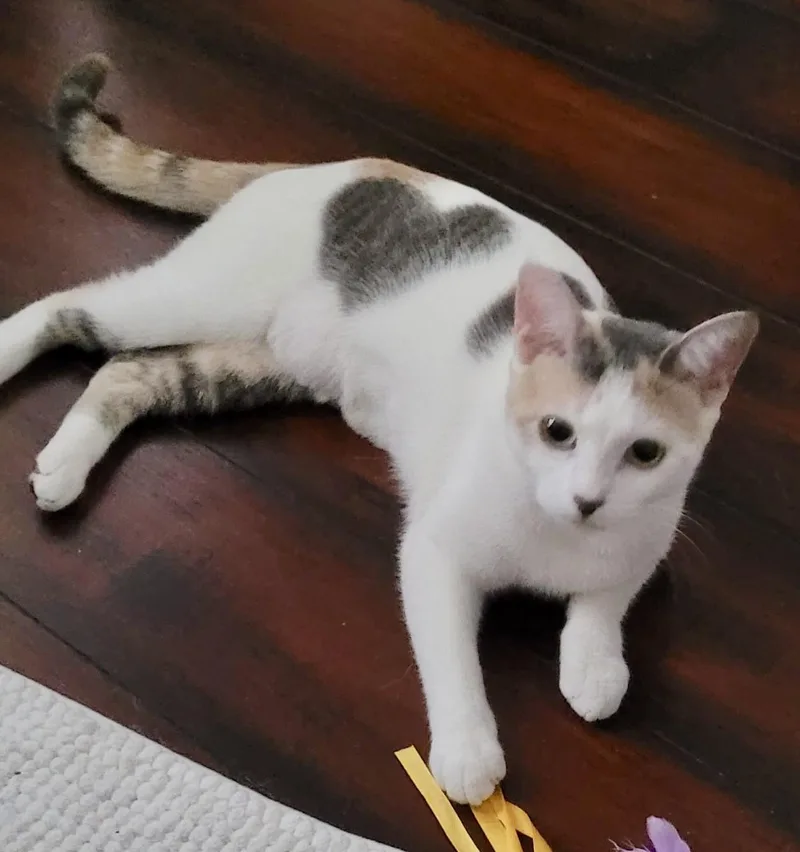 An adult small-sized female White Domestic Medium Hair cat named Hue for adoption in San Juan Capistrano, CA