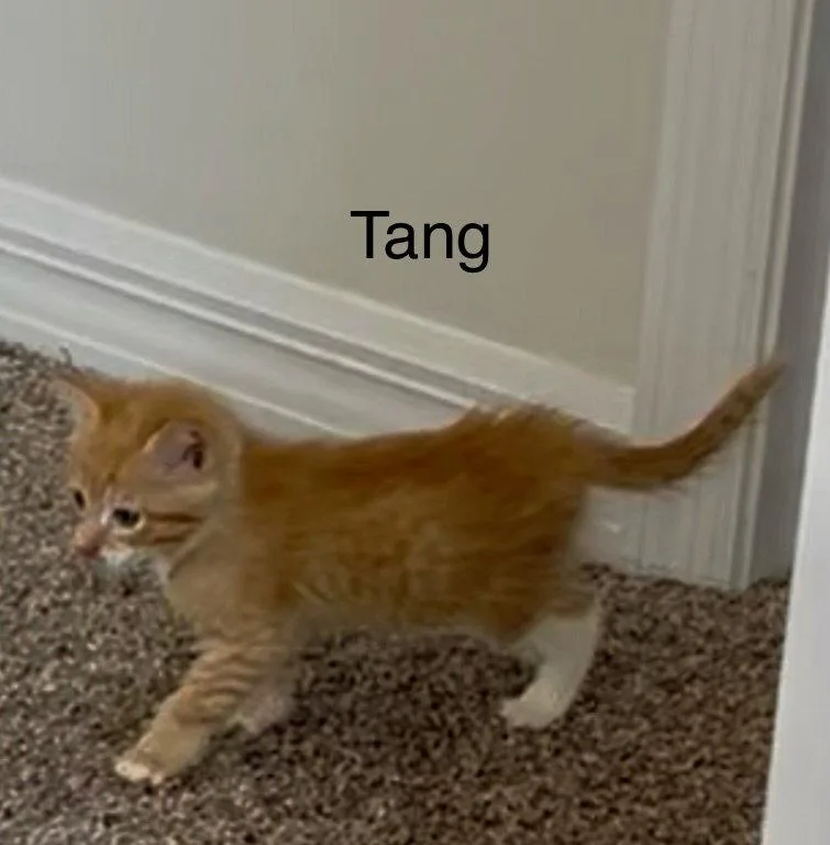 A baby medium-sized male Orange & White Domestic Short Hair cat named Tang for adoption in Winter Garden, FL