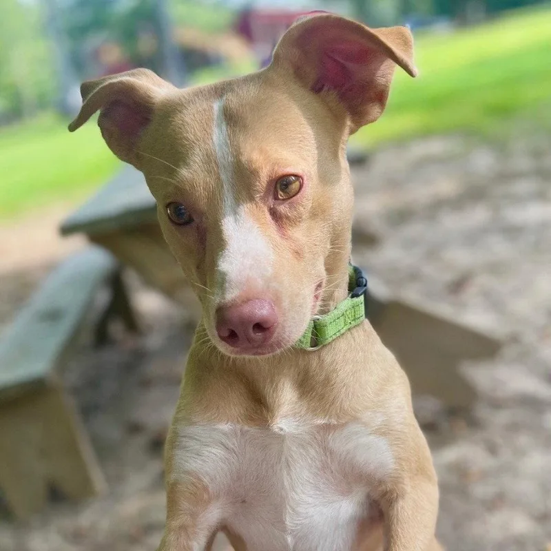 A young medium-sized female Terrier dog named Bunny for adoption in Bloomfield, CT