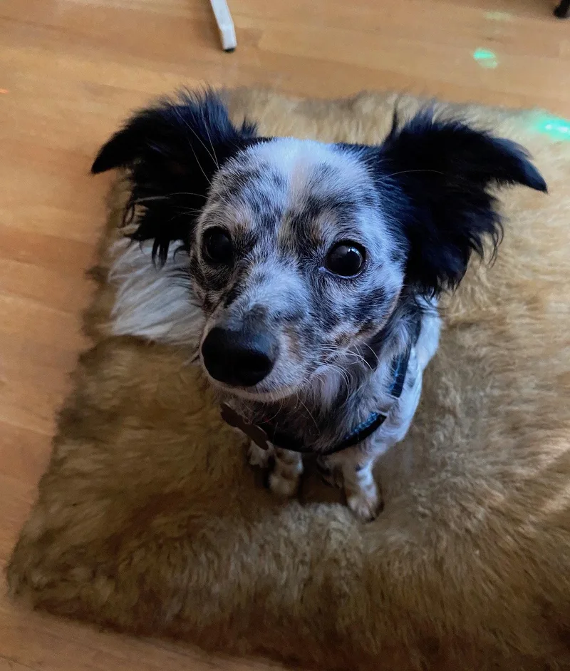 A young small-sized male Papillon dog named Petey for adoption in Davis, CA