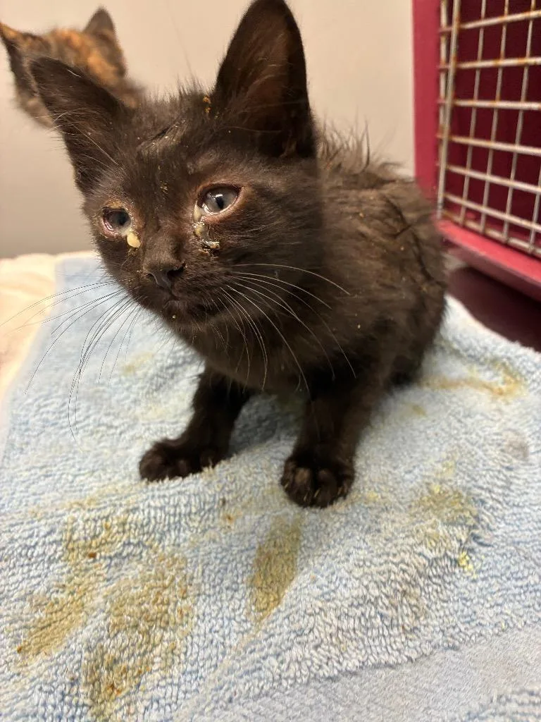 A baby medium-sized male Domestic Short Hair cat named Stu for adoption in Bloomington, IN