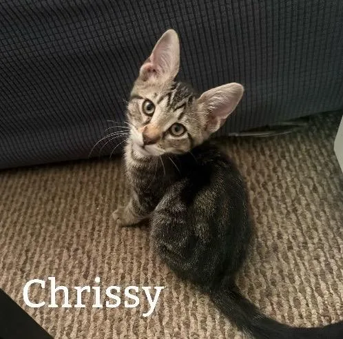 A young medium-sized female Tabby cat named Chrissy for adoption in San Antonio, TX