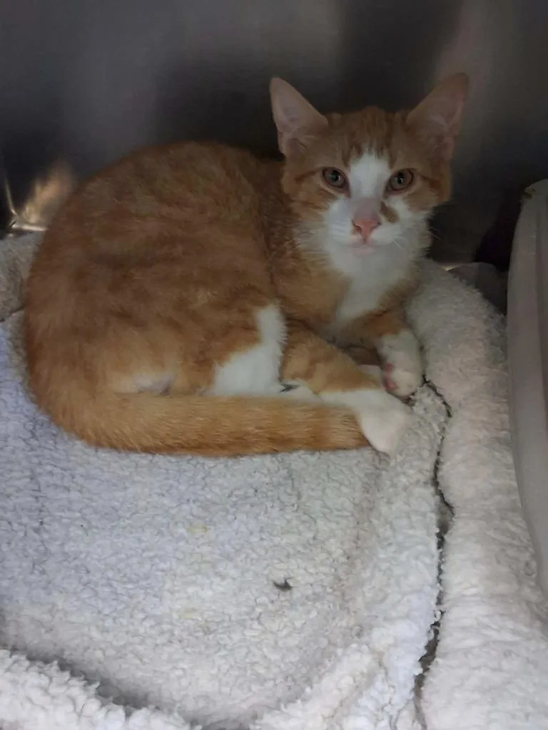 A young medium-sized male Orange & White Domestic Short Hair cat named Oneeyed Willy for adoption in Berryville, VA