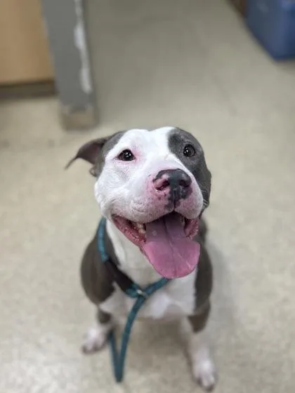 An adult large-sized male Mixed Breed dog named Bane for adoption in Munster, IN