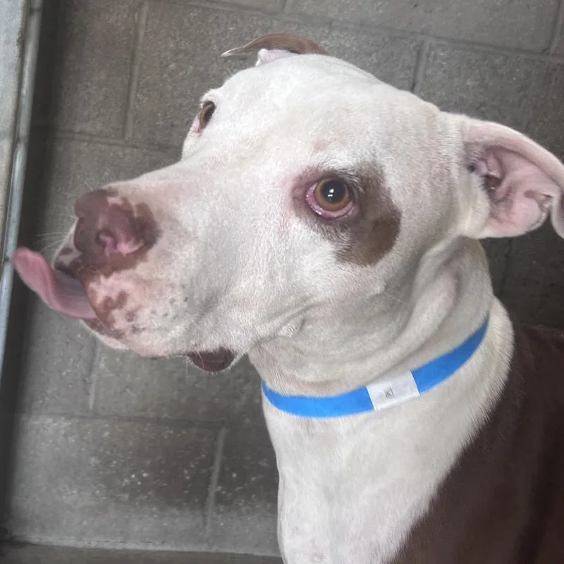A baby large-sized male Brown / Chocolate Pit Bull Terrier dog named Nutmeg for adoption in Yuma, AZ