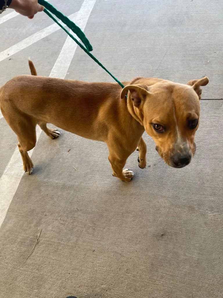 An adult medium-sized male Pit Bull Terrier dog named Pickles for adoption in Belton, TX