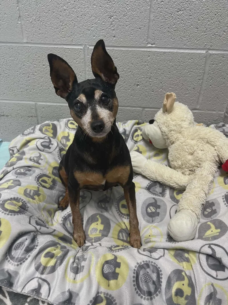 A senior small-sized female Black Miniature Pinscher dog named Sunshine for adoption in Hazelwood, MO