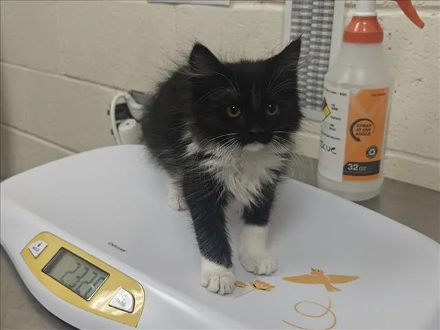 A baby small-sized female Domestic Medium Hair cat named Mercedes for adoption in Santa Fe, NM