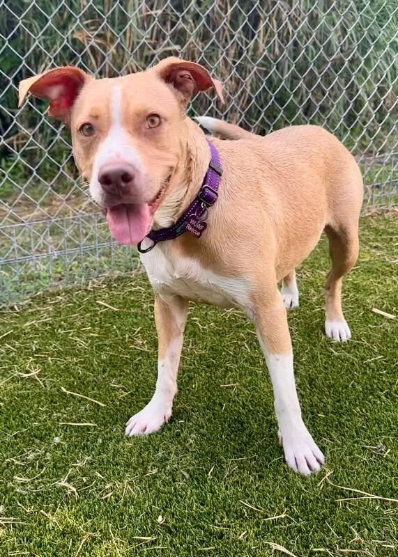 An adult medium-sized female Pit Bull Terrier dog named Honey for adoption in Houston, TX