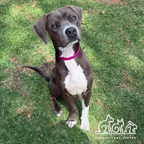 A young medium-sized male Boxer dog named Dave for adoption in Irvine, CA