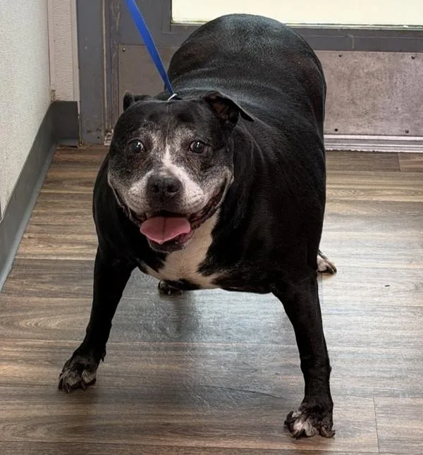 A senior extra large-sized female American Staffordshire Terrier dog named Jetta for adoption in San Diego, CA