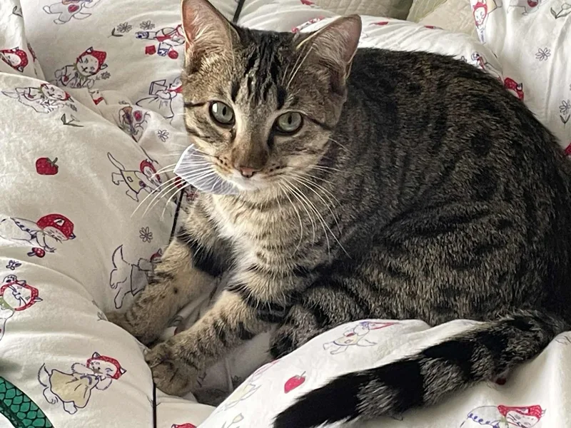 Ron Weasley thumbnail 2