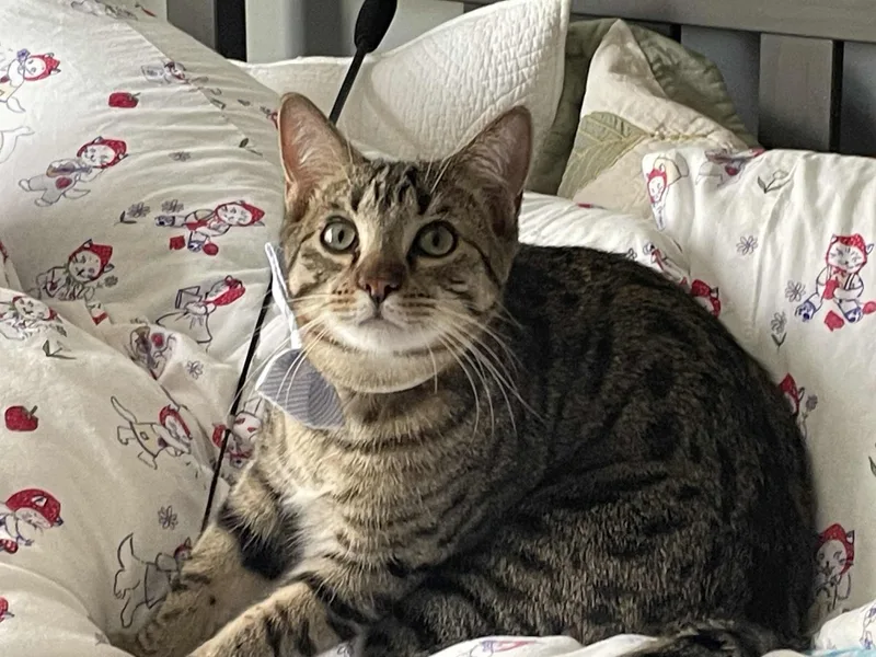 Ron Weasley thumbnail 4