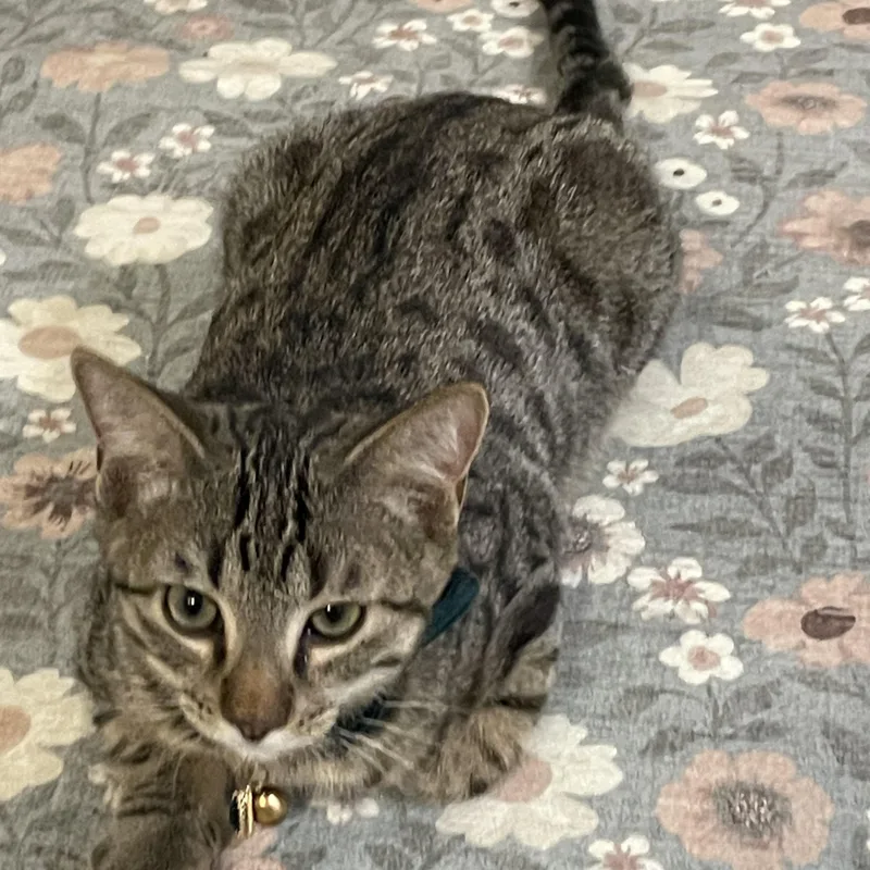 Ron Weasley thumbnail 5