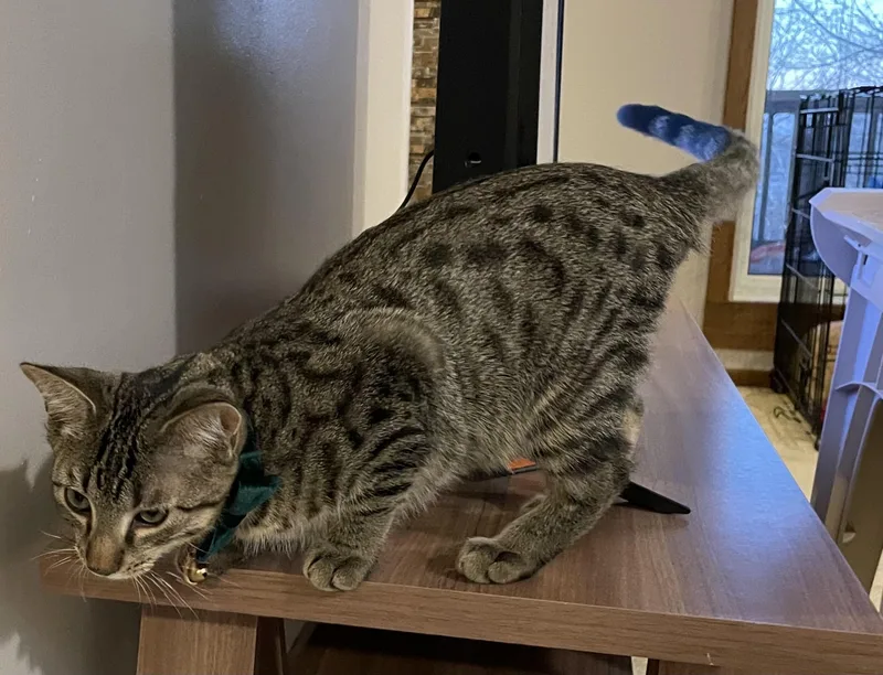 Ron Weasley thumbnail 6