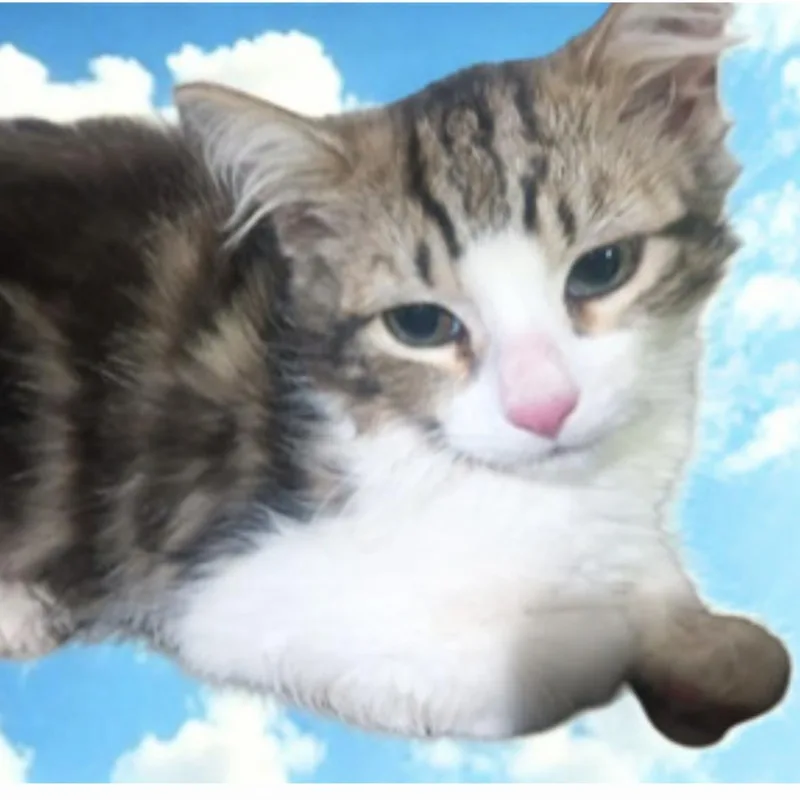 A young small-sized female American Shorthair cat named April for adoption in Union City, NJ