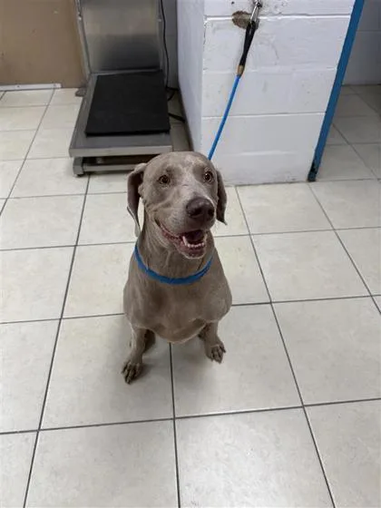 An adult extra large-sized male Weimaraner dog named Chase for adoption in Largo, FL