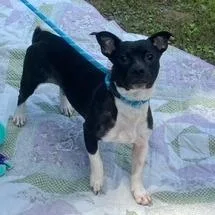 A young medium-sized male Black Boston Terrier dog named Rain for adoption in Charlottesville, VA