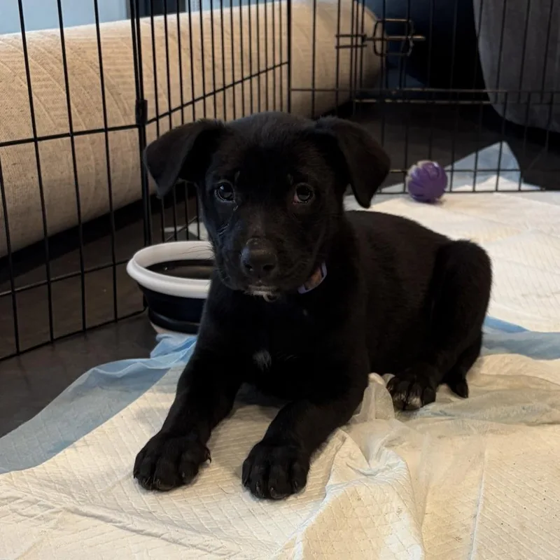 A baby medium-sized female Black Pit Bull Terrier dog named Lola for adoption in Columbia, MO
