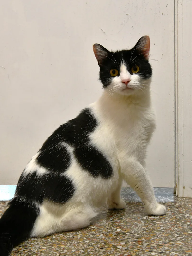 An adult medium-sized female Black & White / Tuxedo Domestic Short Hair cat named Mavis Moocat for adoption in Fairhope, AL